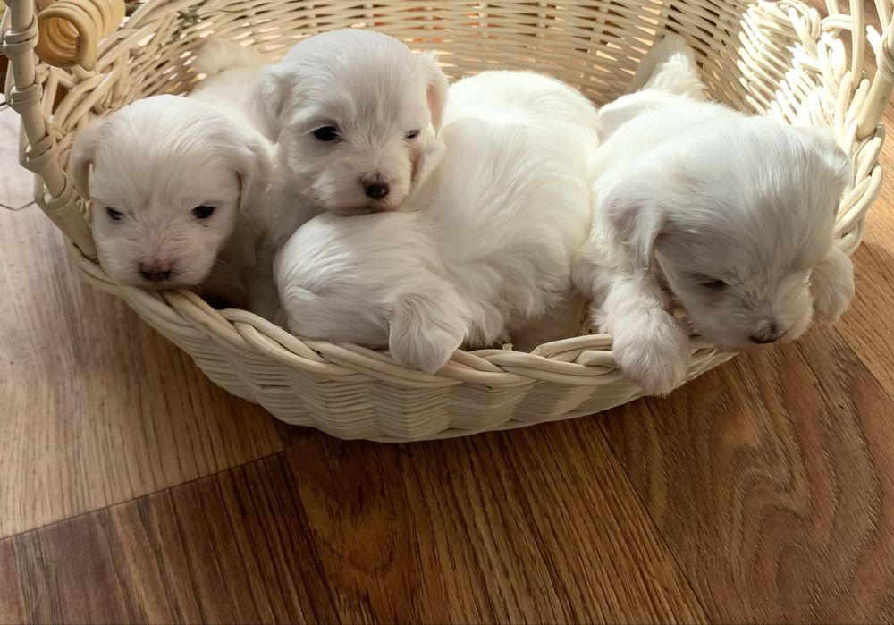 Мальтійська болонка мальтезе цуценята