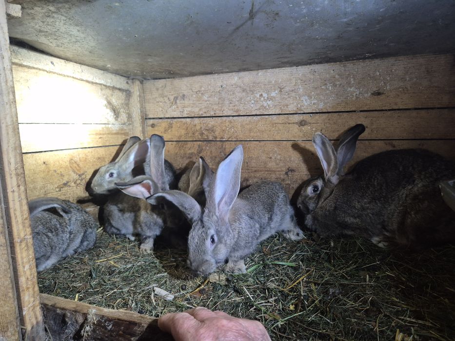 Króliki małe belgijskie