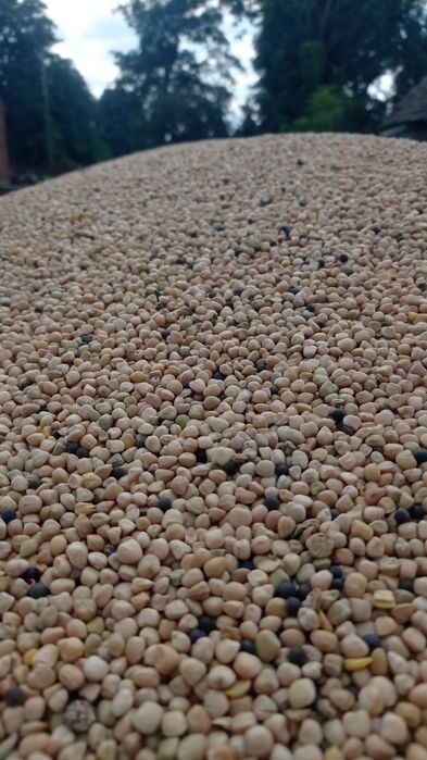 Groch Lędźwian siewny, 6zł