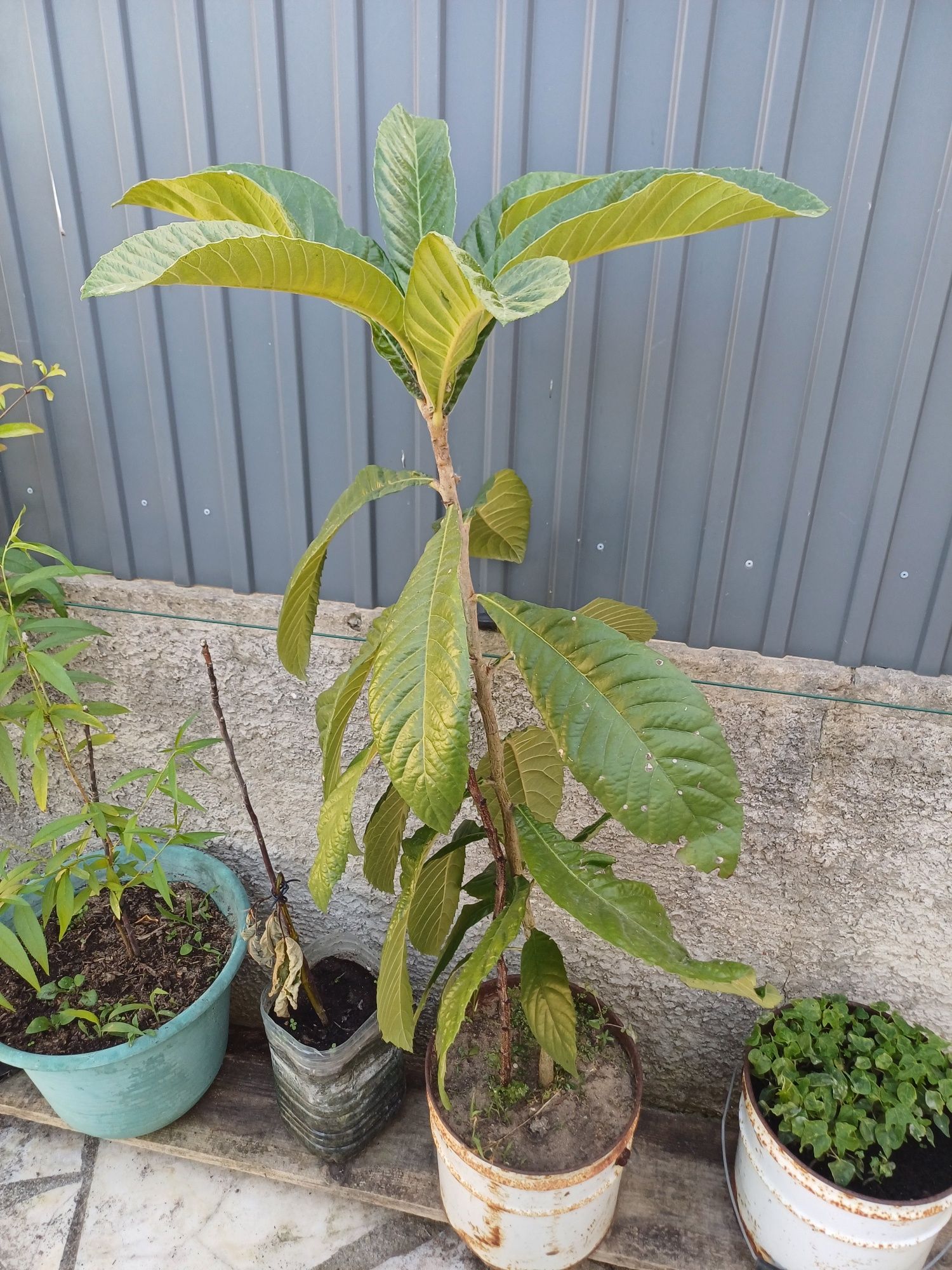 Árvores de Fruto - bananeira, nespereira...