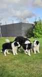 Border collie ZKwP FCI
