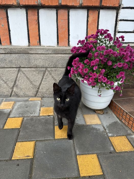 Киця стерилізована в добрі руки