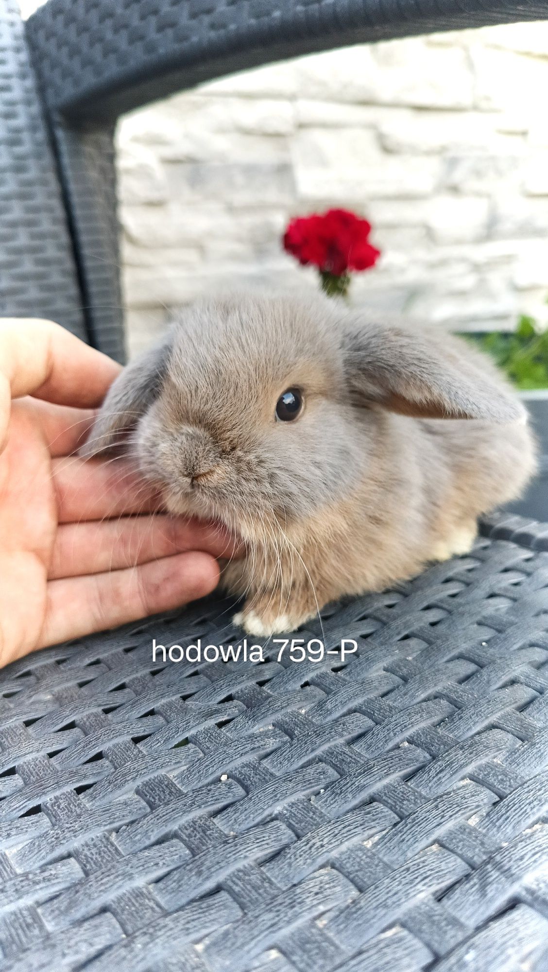 Mini lop króliki karzełek baranek miniaturkaHODOWLA
