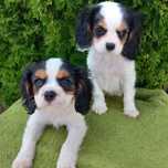 Cavalier King Charles Spaniel  pieski