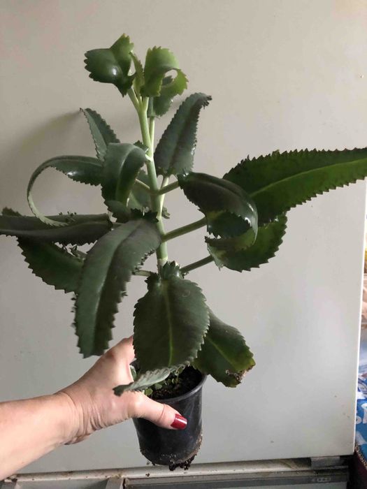 Каланхоэ лечебный