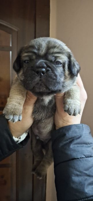 Милі слухняні дітки  чекають на  люблячих,відповідальних господарів