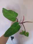 Philodendron painted lady sadzonka