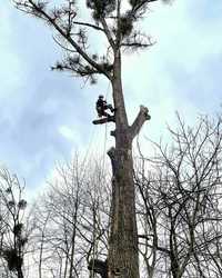 Usługi alpinistyczne wycinka drzew w miejscach trudno dostepnych