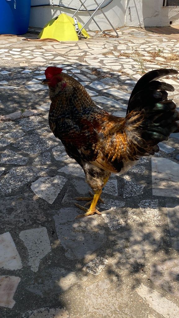 Galo de ovos azuis