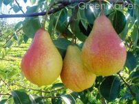 Продам саженцы Груши. Продам саджанці Груші (різних сортів).