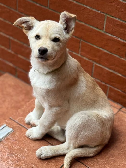 Цуценята дівчата безкоштвно ( метіс лабрадора)