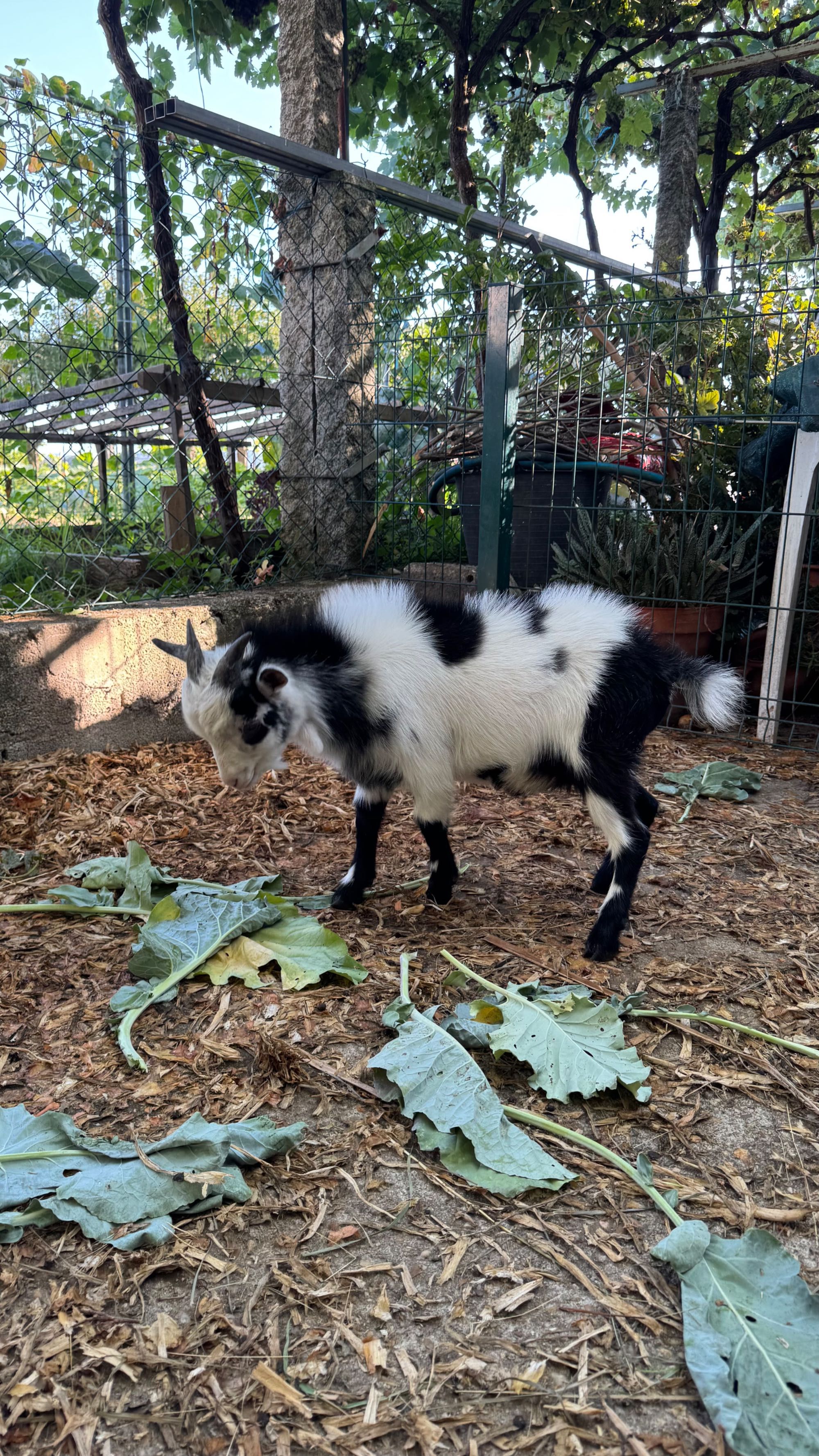 Vendo cabrito anão