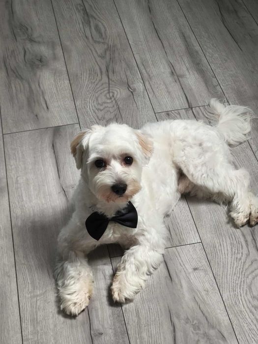 Maltipoo Pies Szczeniak