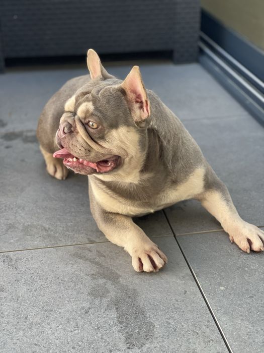 Bulldog frances lilac tan  top para  cruzas / montas