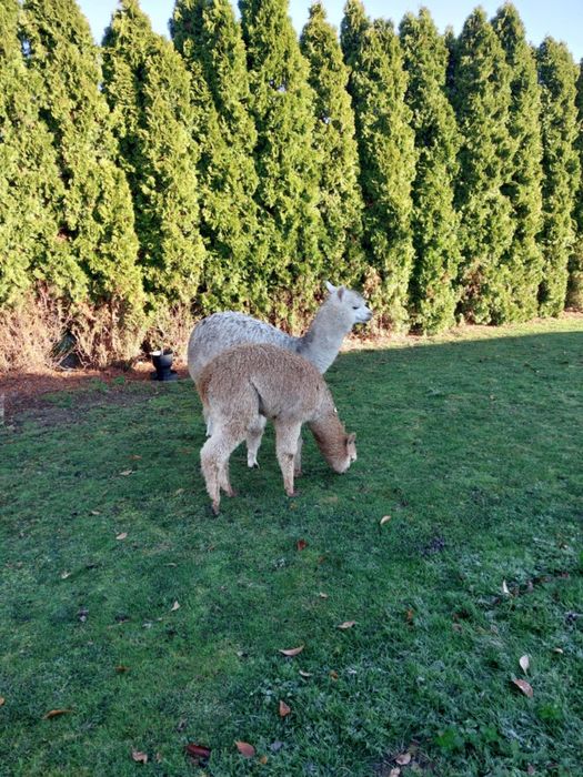 Trzy młode samiczki alpak