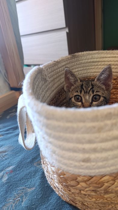 Kotki do adopcji