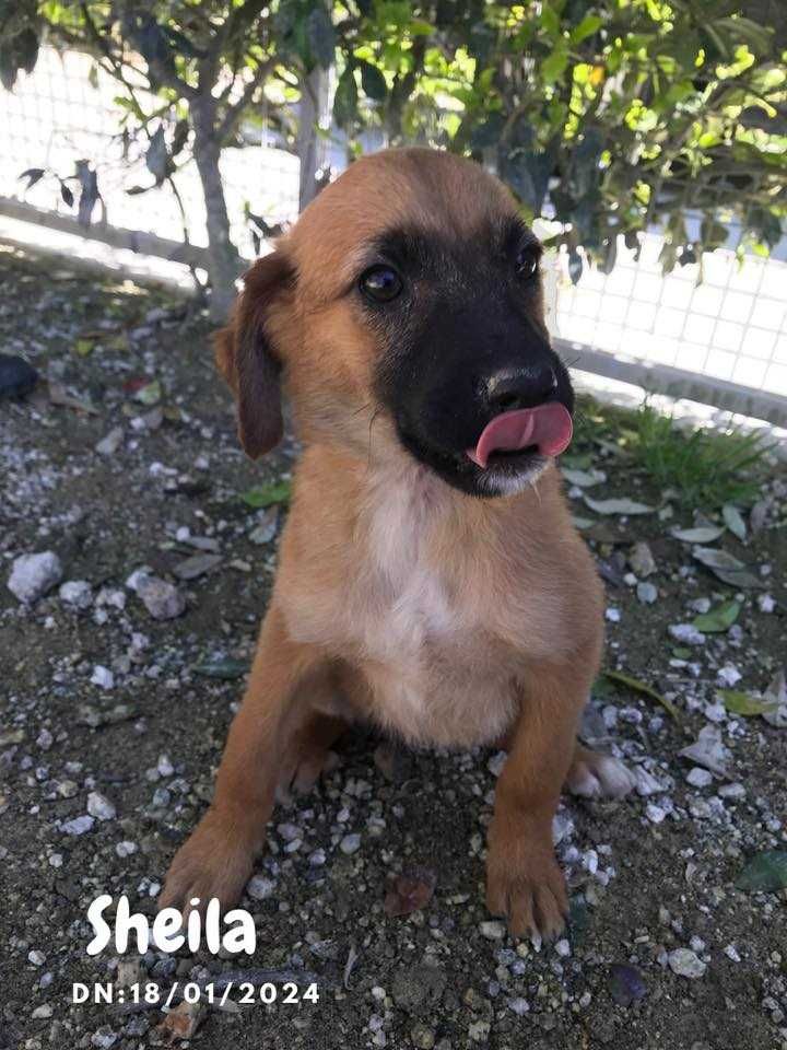 Cadelas bebe para adoção responsável