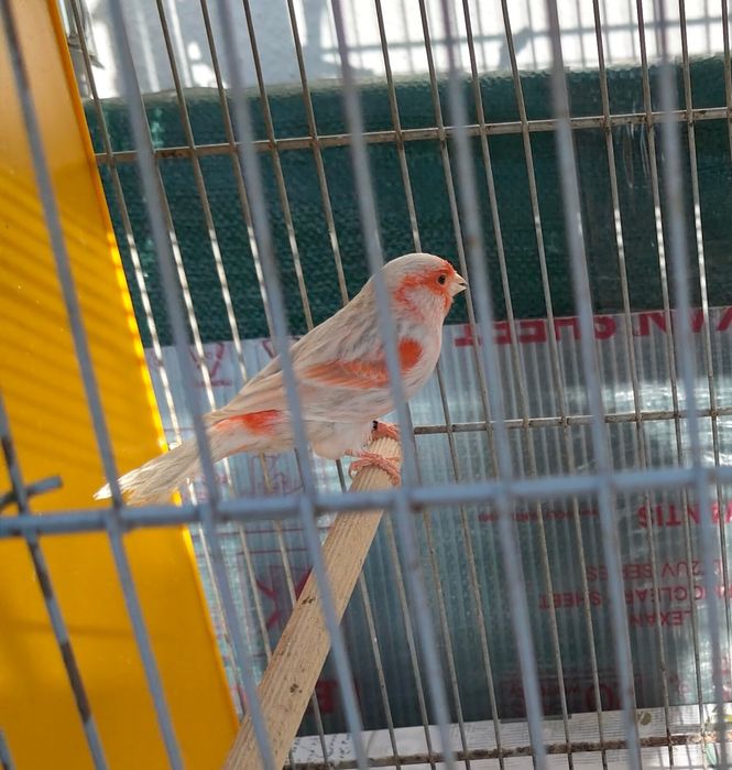 Canários Ágata Opala mosaico vermelho