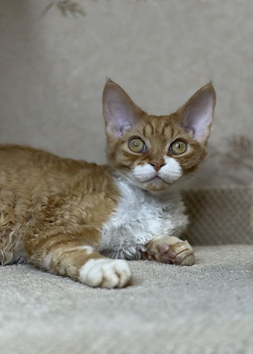 Рудий хлопчик Девон-Рекс