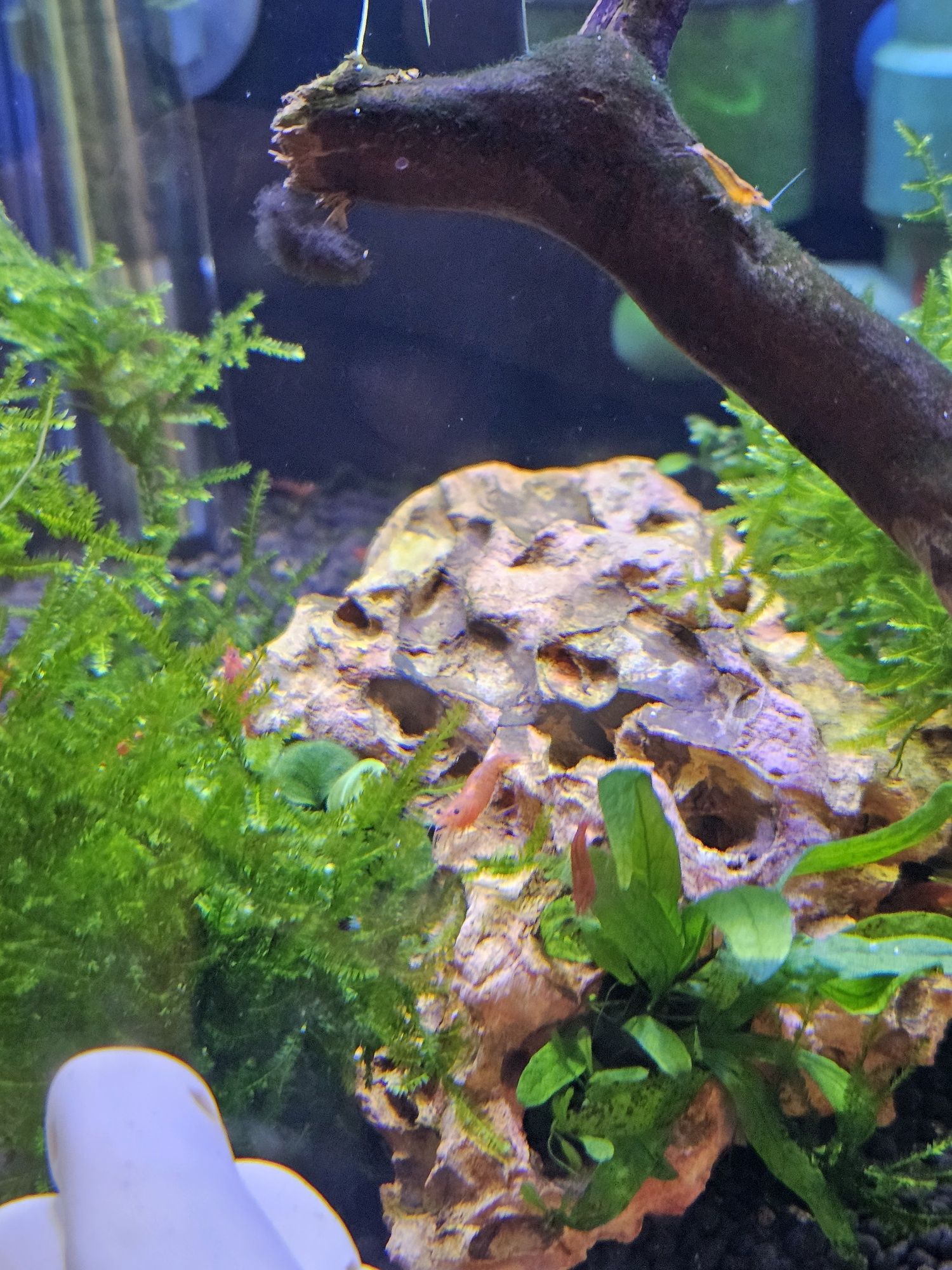 Neocaridinas red