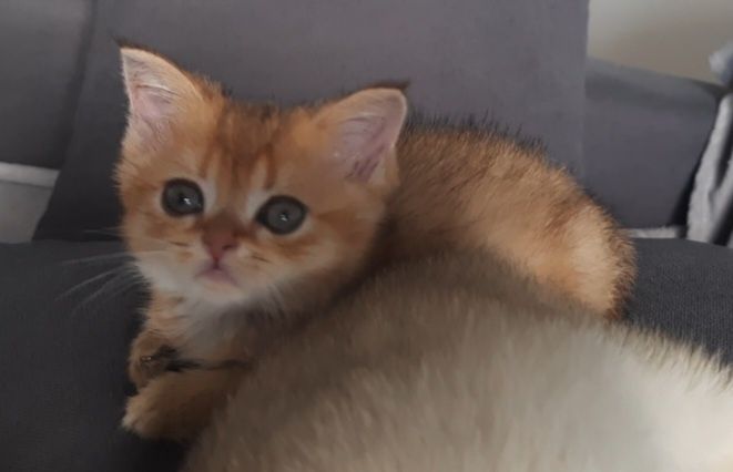 Хлопчик золота шиншила