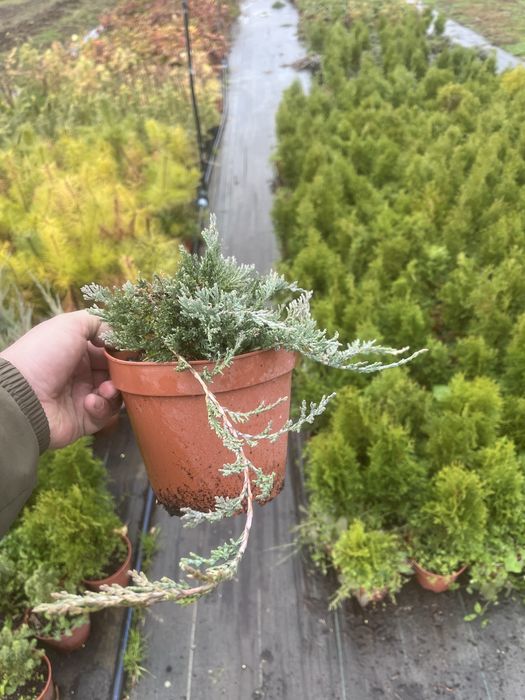 Туя смарагд, даніка, ялина коніка, ялівці, сосна звичайна, ялина