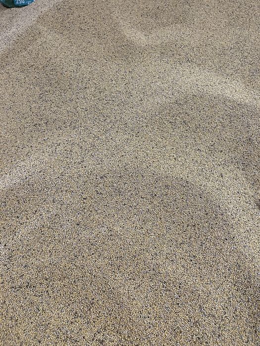 Gorczyca żółta tegoroczna