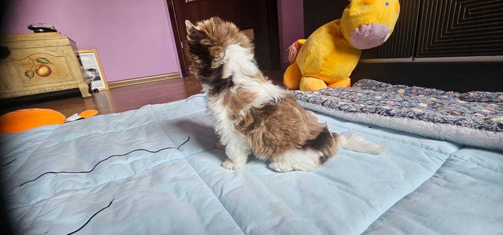 York-Yorkshire Terrier Unikacik