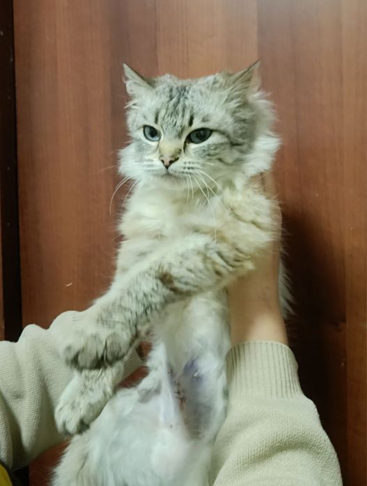 Гарна киця в добрі руки