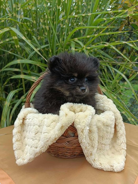 Wzorcowy Mały Szpic i wyjątkowym umaszczeniu Black and tan rodzice FCI