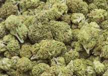 Susz Cbd, Łomża dowóz, konopie indyjskie, marihuana 6-16%