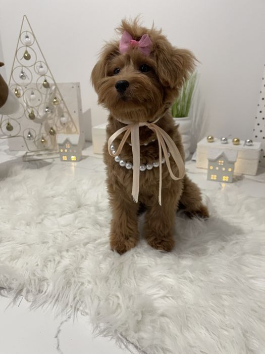 Помапу — Ідеальні спутниці з мякою шерстю та відкритим серцем