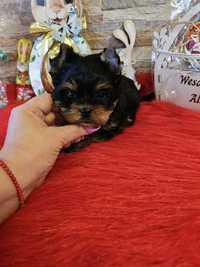 Yorkshire Terrier york Carrier  słodki piesek