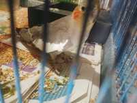 Vendo tudo  por 10€ 3 aves +ninho