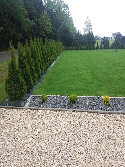 Tuja szmaragd tuje thuja smaragd szmaragdowa