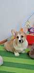 Welsh Corgi Pembroke,  Naturalny Bobtail,  piesek