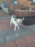 Chihuahua piesek
