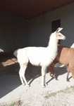 lama samiec sprzedam