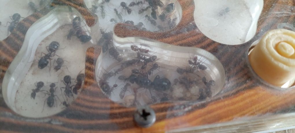 Camponotus largiceps