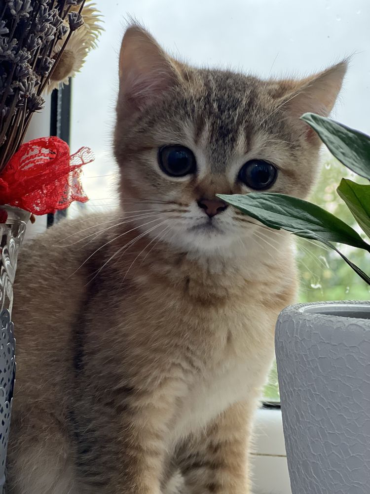 Кошеня британської золотої шиншили