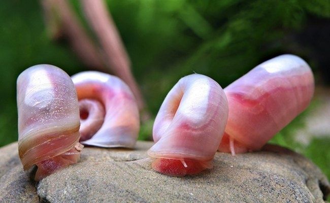 Camarões de Aquário Red Fire e Caracóis Planorbis