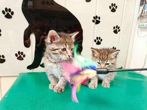 Dwa 7 tyg. kocurki  szukają domów