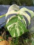 Monstera Variegata 80 cm hydroponika kwiat kolekcjinerski