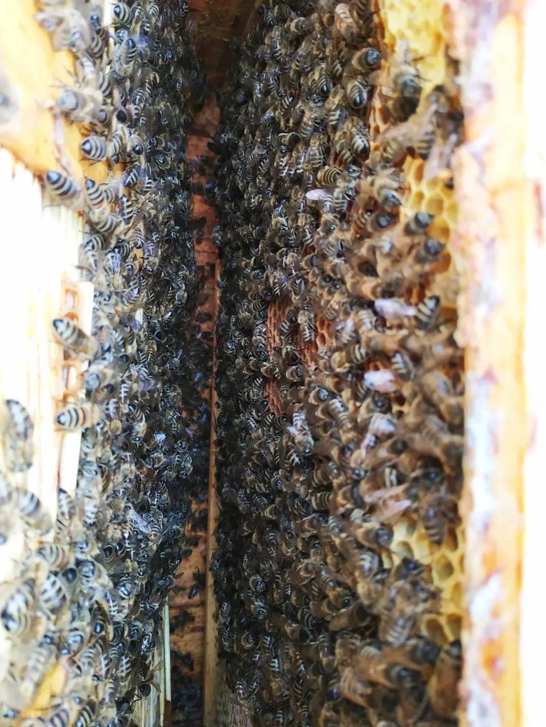 Odkłady pszczele, rodziny, dadant