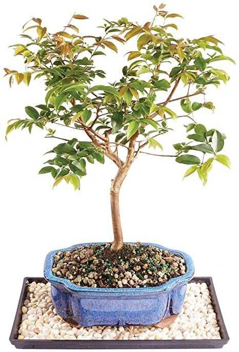 Jaboticaba,Varias especies hibridas, boa pra bonsai, já adaptada