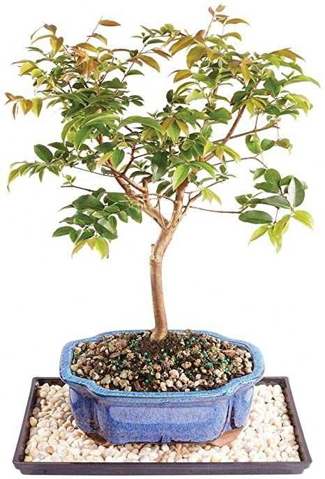 Arvore de jaboticaba, fruto delicioso, boa pra bonsai, já adaptada