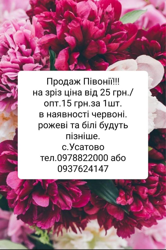 Продажа пионов под срез Одесса Усатово белые розовые бордовые