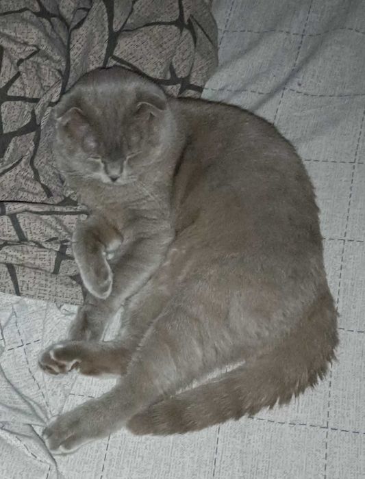 Віддаємо в хороші руки