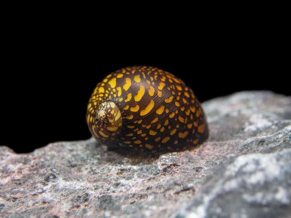 Ślimak Neritina TIGER - Neritina variegata - dowóz, wysyłka