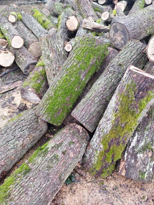 Дрова твердої породи